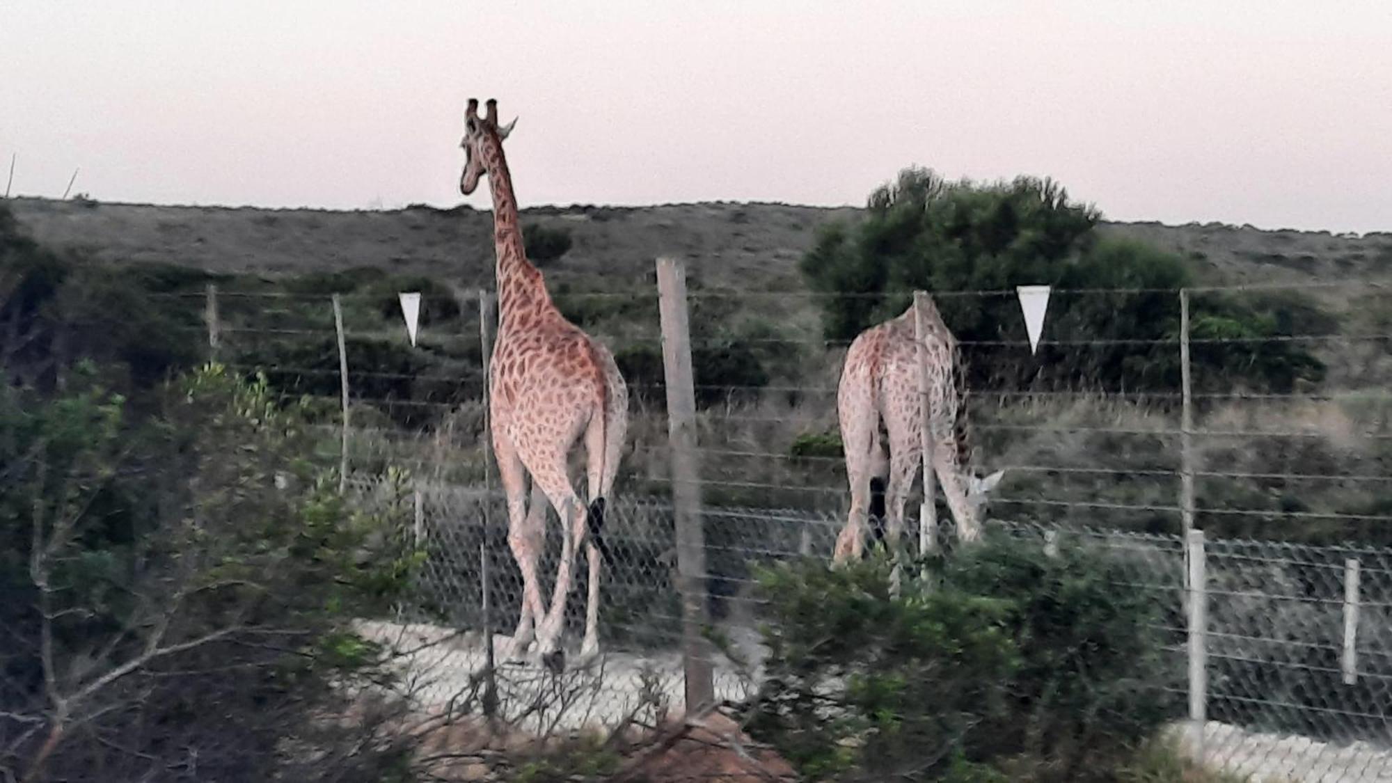 Ons Fontein Villa Langebaan Exteriör bild